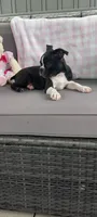Brianna, a female Boston Terrier for sale in Woodburn, IN – 6 of 7