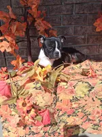 Lynn, a male Boston Terrier for sale in Woodburn, IN – 5 of 6