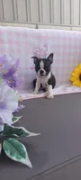 Alayna, a female Boston Terrier for sale in Woodburn, IN – 6 of 7