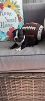 Buddy , a male Boston Terrier for sale in Woodburn, IN – 2 of 6