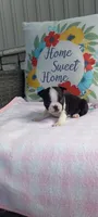 Brielle, a female Boston Terrier for sale in Woodburn, IN – 7 of 7