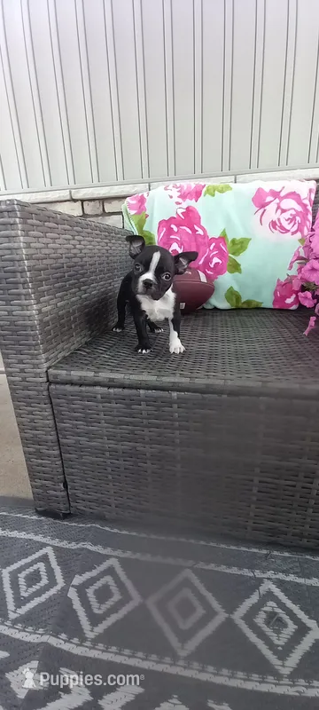 Buddy  – Boston Terrier puppy for sale in Woodburn, IN