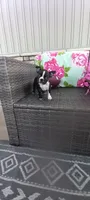 Buddy , a male Boston Terrier for sale in Woodburn, IN – 1 of 7