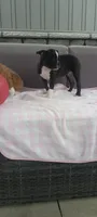 Abby, a female Boston Terrier for sale in Woodburn, IN – 7 of 7