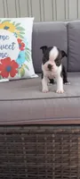 Buster, a male Boston Terrier for sale in Woodburn, IN – 4 of 7