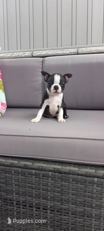 Alivia – Boston Terrier puppy for sale in Woodburn, IN
