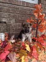 Lindsey , a female German Shepherd Dog for sale in Woodburn, IN – 1 of 5