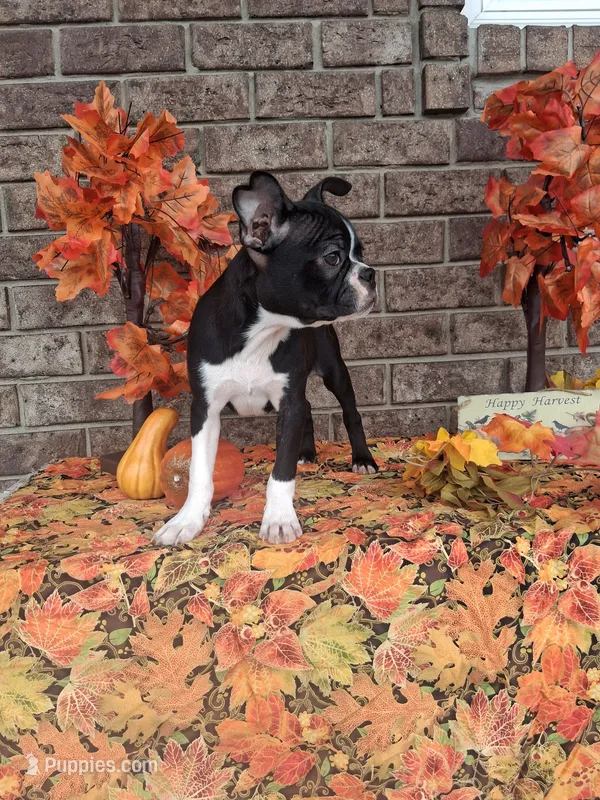 Lee – Boston Terrier puppy for sale in Woodburn, IN