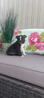 Asher, a male Boston Terrier for sale in Woodburn, IN – 5 of 6