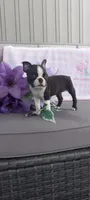 Alayna, a female Boston Terrier for sale in Woodburn, IN – 7 of 7