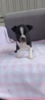 Brianna, a female Boston Terrier for sale in Woodburn, IN – 2 of 7