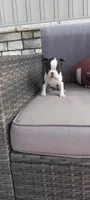 Benjie, a male Boston Terrier for sale in Woodburn, IN – 2 of 8