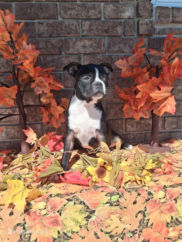 Lynn – Boston Terrier puppy for sale in Woodburn, IN