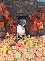 Lynn, a male Boston Terrier for sale in Woodburn, IN – 1 of 6