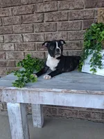 Lynn, a male Boston Terrier for sale in Woodburn, IN – 3 of 4