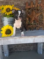 Leo, a male Boston Terrier for sale in Woodburn, IN – 1 of 5