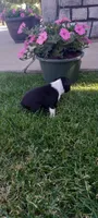 Brooke , a female Boston Terrier for sale in Woodburn, IN – 8 of 8