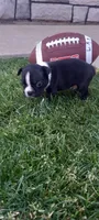 Buddy , a male Boston Terrier for sale in Woodburn, IN – 3 of 6