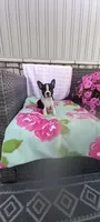 Brooke , a female Boston Terrier for sale in Woodburn, IN – 1 of 8
