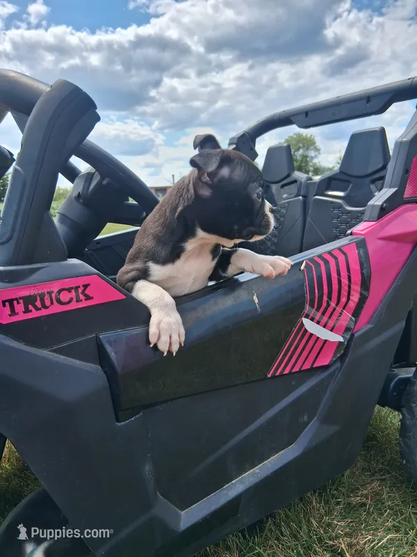Lee – Boston Terrier puppy for sale in Woodburn, IN