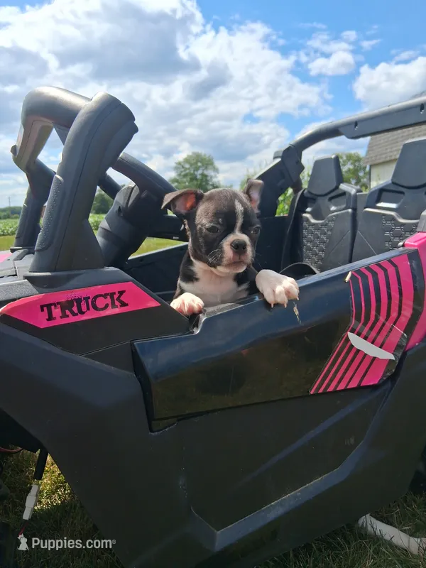Lee – Boston Terrier puppy for sale in Woodburn, IN