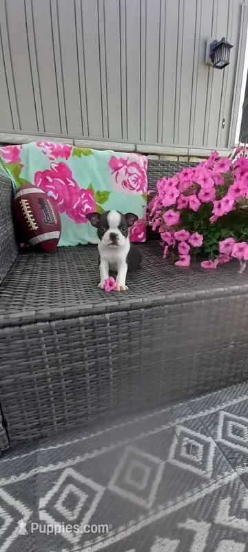 Buster – Boston Terrier puppy for sale in Woodburn, IN