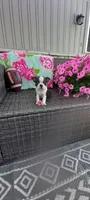 Buster, a male Boston Terrier for sale in Woodburn, IN – 1 of 5