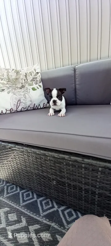 Buster – Boston Terrier puppy for sale in Woodburn, IN