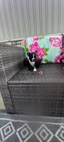 Buddy , a male Boston Terrier for sale in Woodburn, IN – 2 of 7