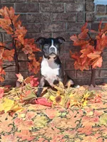 Lynn, a male Boston Terrier for sale in Woodburn, IN – 3 of 6