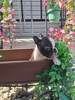 Lena, a female Boston Terrier for sale in Woodburn, IN – 2 of 4