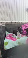 Brianna, a female Boston Terrier for sale in Woodburn, IN – 3 of 7