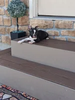 Leo, a male Boston Terrier for sale in Woodburn, IN – 4 of 4