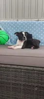 AJ, a male Boston Terrier for sale in Woodburn, IN – 2 of 6