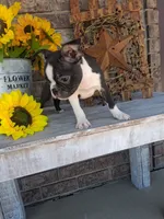 Leo, a male Boston Terrier for sale in Woodburn, IN – 3 of 5