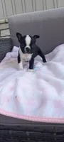 Brylie, a female Boston Terrier for sale in Woodburn, IN – 6 of 7