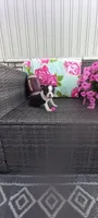 Benjie, a male Boston Terrier for sale in Woodburn, IN – 7 of 8