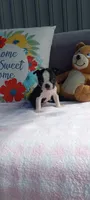 Bella, a female Boston Terrier for sale in Woodburn, IN – 1 of 8