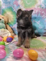 Austin, a male German Shepherd Dog for sale in Woodburn, IN – Photo 3 of 4