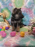 Austin, a male German Shepherd Dog for sale in Woodburn, IN – Photo 4 of 4
