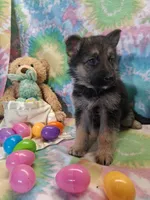 Austin, a male German Shepherd Dog for sale in Woodburn, IN – Photo 2 of 4
