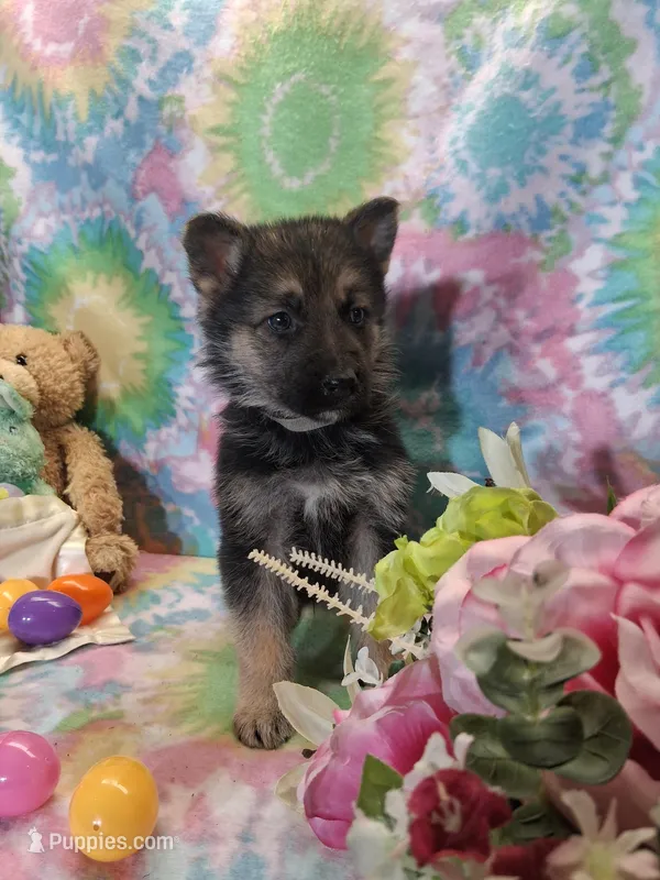Austin – German Shepherd Dog puppy for sale in Woodburn, IN
