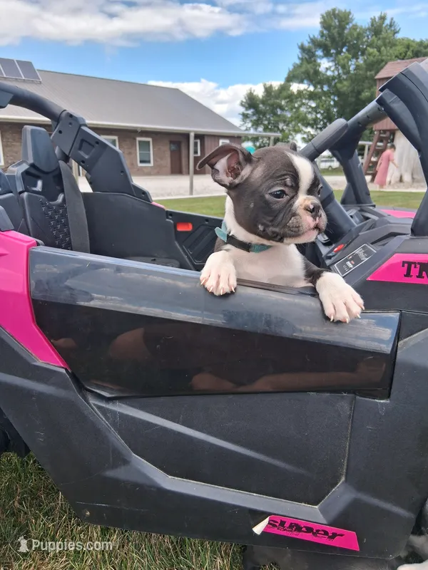 Leo – Boston Terrier puppy for sale in Woodburn, IN