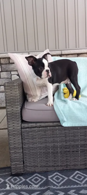 Benjie – Boston Terrier puppy for sale in Woodburn, IN