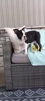 Benjie, a male Boston Terrier for sale in Woodburn, IN – 1 of 6