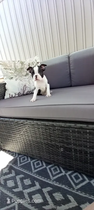 Benjie – Boston Terrier puppy for sale in Woodburn, IN