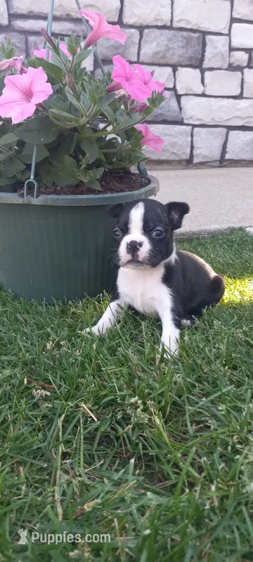 Brooke  – Boston Terrier puppy for sale in Woodburn, IN