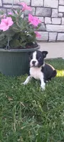 Brooke , a female Boston Terrier for sale in Woodburn, IN – 1 of 8