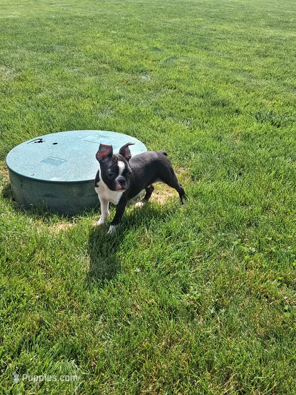 Leo – Boston Terrier puppy for sale in Woodburn, IN
