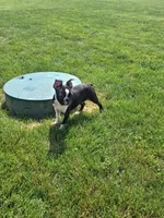 Leo, a male Boston Terrier for sale in Woodburn, IN – 1 of 4